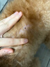 福來恩（FRONTLINE）狗狗進口驅蟲藥中型犬去跳蚤蜱蟲藥滴劑原研藥1.34ml*3支裝 曬單實拍圖