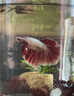 百綸木千順豐包郵 泰國斗魚(yú)觀(guān)賞魚(yú)小型魚(yú)室內小魚(yú)缸可養迷你熱帶魚(yú)活魚(yú) 【順豐發(fā)貨】大尾*四色套餐+禮包 曬單實(shí)拍圖