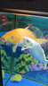 森森（SUNSUN）魚(yú)缸燈水草燈全光譜led燈防水燈管水族燈爆藻燈水陸兩用燈管 高亮白（全光譜） 適合1.2m魚(yú)缸 20W獨(dú)立開(kāi)關(guān) 長(zhǎng)98cm 曬單實(shí)拍圖
