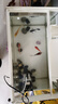 錦鯉魚(yú)活體觀(guān)賞魚(yú)活魚(yú)小型易養冷水淡水魚(yú)小魚(yú)苗錦鯉金魚(yú)好看錦鯉 6-8cm 六色錦鯉套餐6條 曬單實(shí)拍圖