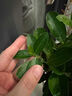 萬(wàn)般宜植物復活液大樹(shù)強力復活營(yíng)養液生根壯苗發(fā)芽劑發(fā)財樹(shù)枯樹(shù)爛根專(zhuān)用 【花卉植物通用】 500ml 1瓶 曬單實(shí)拍圖