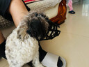 狗狗嘴套防叫防咬防亂吃可喝水口罩中大型犬杜賓金毛德牧嘴罩嘴套 M（嘴圍21-25cm，適用20-35斤 曬單實(shí)拍圖