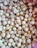 莫小仙四川苦藠團(tuán)蔥新鮮小根蒜苦芥野菜野蔥頭小蒜頭苦藠頭薤白精選 500g 曬單實(shí)拍圖