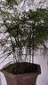 九千谷植物支撐架園藝花架陽(yáng)臺(tái)花園繡球月季爬藤 半圓25*40CM 3對(duì)裝6409 曬單實(shí)拍圖