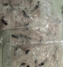 釣魚記免漿黑魚片2.5斤(5袋*250g)酸菜水煮魚火鍋冷凍魚片 生鮮中秋聚餐 曬單實拍圖
