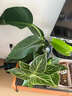 嘆為觀(guān)止18種吊蘭任你選金邊吊蘭各種盆栽花卉客廳垂吊桌面植物凈化空氣 橡皮樹(shù)【陶瓷盆】 含盆 曬單實(shí)拍圖