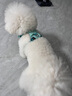 拉夫威爾ruffwear嗨輕狗狗胸背帶狗背帶中小型犬雪納瑞背帶式狗狗牽引繩 玄武巖灰 XS 曬單實拍圖