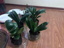 帶盆帶土6年大苗綠植盆栽室內(nèi)精品花卉君子蘭花苗花卉室內(nèi)花卉鮮花花卉室內(nèi)盆景盆栽綠植君子蘭苗素顏 紫貴妃君子蘭8-10片帶盆帶土 曬單實(shí)拍圖