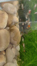 寵小俠純種孔雀魚(yú)觀(guān)賞魚(yú)好養耐活淡水小型魚(yú)熱帶魚(yú)鳳尾熱帶魚(yú)小魚(yú)苗 練手孔雀2-3cm30條（26送4備損） 曬單實(shí)拍圖