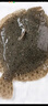 鮮活多寶魚(yú)450-550g/條 曬單實(shí)拍圖
