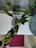 驅(qū)蚊竹柏水培植物大棵室內(nèi)水養(yǎng)綠植花卉盆栽辦公室桌面驅(qū)蚊草好養(yǎng) 精選竹柏10棵+透明鉆石瓶+肥+石 曬單實(shí)拍圖