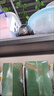 假監控器攝像頭家用仿真粘貼免打孔假監控器帶燈防賊假假的探頭模型 黑色海螺款高配：++贈電池/雙面貼/警示貼/螺絲 曬單實(shí)拍圖