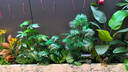 故森仿真植物綠植景觀(guān)造景陽(yáng)臺組合裝飾植物樓梯玻璃櫥窗仿生室內布置 景觀(guān)001-天堂鳥(niǎo)+加州蒲葵【主圖同款】 曬單實(shí)拍圖