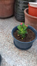 【帶盆種植好】虎刺梅盆栽花卉海棠花鐵海棠四季開花植物室內(nèi)外種 虎刺梅2盆+原土發(fā)貨 曬單實(shí)拍圖