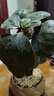 八芽盆栽小盼菩提樹植物室內(nèi)禪意盆景辦公室桌面好養(yǎng)綠植源頭直發(fā)包郵 蓮花盆菩提（含紫砂托盤） 曬單實(shí)拍圖