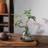 八芽發(fā)財(cái)樹小盆栽花卉水培植物客廳桌面綠植室內(nèi)四季招財(cái)樹辦公室好養(yǎng) 雙桿發(fā)財(cái)樹-小藍(lán)瓶-含紫砂托 含盆 曬單實(shí)拍圖