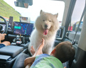 麥富迪狗糧 超肉粒凍干狗糧成幼犬小型犬專用比熊調(diào)理腸胃 10kg/20斤 曬單實拍圖