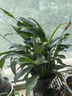 白掌一帆風(fēng)順盆栽植物室內(nèi)花卉綠植水養(yǎng)四季開花新手好養(yǎng)活 白掌1盆（繁星盆） 曬單實拍圖