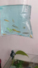 熱帶觀賞魚七彩斑馬魚紅綠燈科魚小型冷水淡水群游好養(yǎng)活的練手魚 2-3cm糖果斑馬12條隨機搭配 曬單實拍圖