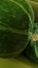 京鮮匠【JD快遞】山東真貝貝南瓜正宗 栗香粉糯小南瓜 新鮮蔬菜源頭直發(fā) JD快遞 精品裝 凈 4.5斤 (4-6個(gè)) 曬單實(shí)拍圖