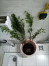 臨雅魚(yú)缸水培植物造景水杉樹(shù)苗一木成景水草水生植物活體水養植物盆栽 水培水杉80-100cm(易養/有水就活 10棵 曬單實(shí)拍圖