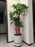 嘆為觀(guān)止大型獨桿發(fā)財樹(shù)慶典喬遷盆景綠植辦公室盆栽客廳大型植物 步步高1.7-1.8米 含盆 曬單實(shí)拍圖