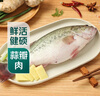 鮮活沖浪河鱸魚(yú)400-500g/條 曬單實(shí)拍圖