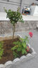 樹(shù)樁月季花苗濃香大花庭院陽(yáng)臺盆栽地栽月季花玫瑰花樹(shù)苗 狀元紅樹(shù)狀月季2厘米粗 曬單實(shí)拍圖