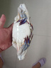 舟山梭子蟹鮮活特大野生大螃蟹新鮮冷凍海鮮水產(chǎn)海蟹飛蟹白蟹順豐 9兩以上/只【5斤凈重 超大肥美】 曬單實(shí)拍圖