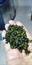 正宗四川漢源青花椒新貨特麻特香特產(chǎn)干藤椒特級花椒面麻椒香調料 100g 今年新貨 不麻包退 曬單實(shí)拍圖