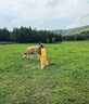 巧丂法式流蘇褶皺吊帶連衣裙女夏季海邊度假寬松休閑沙灘長裙 杏黃色 M 曬單實拍圖