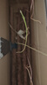 京鮮生 焦作溫縣沙土鐵棍懷山藥 5斤40-50cm 新鮮蔬菜可溯源 源頭直發(fā) 曬單實(shí)拍圖