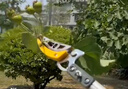 極頂（GDEX）摘果神器 采摘器 櫻桃龍眼水果樹枝高空枝剪荔枝剪縮1.8米伸3米 曬單實拍圖