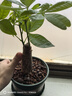 京東綠植發(fā)財樹盆栽水培桌面綠植物擺件招財單桿辦公室內(nèi)帶盆花卉源頭直發(fā) 曬單實拍圖