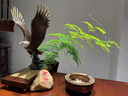 禮御友嘉大鵬展翅全銅老鷹擺件新中式客廳辦公室大展宏圖雄鷹工藝品升遷禮 大鵬展翅大號(hào)（25*18*36cm） 曬單實(shí)拍圖