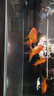紅國獅金魚(yú)冷水魚(yú)鴻運當頭鶴頂鎏金金魚(yú)苗獅子頭好養耐活淡水金魚(yú) 紅國獅8-10cm2條送魚(yú)食 曬單實(shí)拍圖