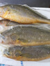 海名威 冷凍黃花魚700g/2條 寧德大黃魚地標 海鮮水產(chǎn) 生鮮魚類  曬單實拍圖