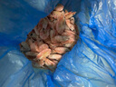 朵芙【頭籽北極蝦】4斤北極甜蝦 熟凍冰蝦元寶蝦腹籽甜蝦生鮮蝦類(lèi)禮盒 禮盒90-120精挑高頭籽 4斤(凈重) 曬單實(shí)拍圖
