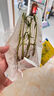 特價(jià)重瓣混色太陽(yáng)花苗帶根盆栽苗四季開(kāi)花陽(yáng)臺大花植物帶花苞庭院 混色4-5株 2-3個(gè)色 農場(chǎng)直發(fā)【精選帶根】+爆花肥 曬單實(shí)拍圖
