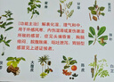 太極藿香正氣口服液10ml*18支/盒合劑祛濕氣拉肚子腹痛腹瀉受涼感冒頭痛惡心嘔吐防暑不含酒精 曬單實(shí)拍圖