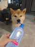 JOYPET加宜寵物狗狗沐浴露貓咪洗澡沐浴露氨基酸日本沐浴露寵物沐浴露 曬單實(shí)拍圖