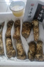 森吉尼達【現(xiàn)貨】香格里拉新鮮松茸現(xiàn)采現(xiàn)發(fā)野出口級未開傘生云南松茸菌菇 松茸 5-5.8cm 500g松茸嘗鮮裝 曬單實拍圖