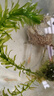 寵以沫天空藍(lán)藍(lán)白孔雀魚(yú)精品魚(yú)小型魚(yú)緞帶蝶翼燕尾大c天空藍(lán)淡水魚(yú) 天空藍(lán)一對(duì) 曬單實(shí)拍圖