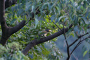 富士（FUJIFILM）XF500mm F5.6 R LM OIS WR 超望遠定焦鏡頭 5.5檔防抖 LM線(xiàn)性馬達 全天候設計 曬單實(shí)拍圖