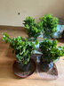歐悟米蘭花盆栽花卉植物室內(nèi)四季開花帶花苞濃香茉莉花苗盆景驅(qū)蚊綠植 五年壯苗米蘭花原土球發(fā)貨2盆 曬單實(shí)拍圖