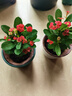 【帶盆種植好】虎刺梅盆栽花卉海棠花鐵海棠四季開花植物室內(nèi)外種 虎刺梅2盆+原土發(fā)貨 曬單實拍圖