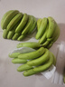 精品云南香蕉高山香蕉現(xiàn)摘新鮮水果甜生青香蕉banana自然熟綠皮 精品高山蕉 9斤 曬單實(shí)拍圖