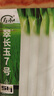 壽禾 大蔥種子苗山東四季蔬菜種籽 長白大蔥翠長玉7號種子15g約4000粒 曬單實(shí)拍圖