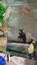 毛如意蝴蝶鯉魚(yú)球體短身大鰭長(cháng)尾冷水魚(yú)錦鯉紅色觀(guān)賞魚(yú)活體 順豐 10-12CM 黑白黃紅各1條貴 曬單實(shí)拍圖