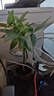 八芽水培植物發(fā)財(cái)樹小盼菩提桌面盆栽凈化空氣室內(nèi)擺件辦公室綠植花卉 雙桿發(fā)財(cái)樹-輕奢小藍(lán)瓶-幾何木架 含盆 曬單實(shí)拍圖